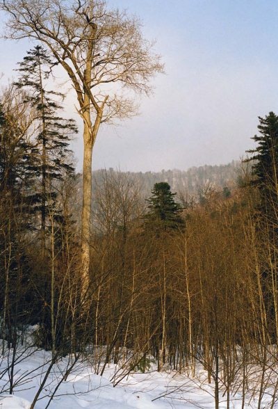 Полосатая кошка, пятнистая кошка