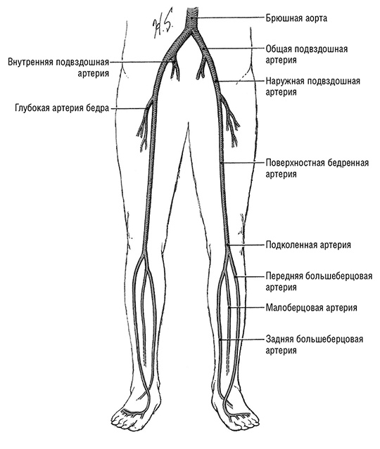 Здоровое сердце. Издание XXI века