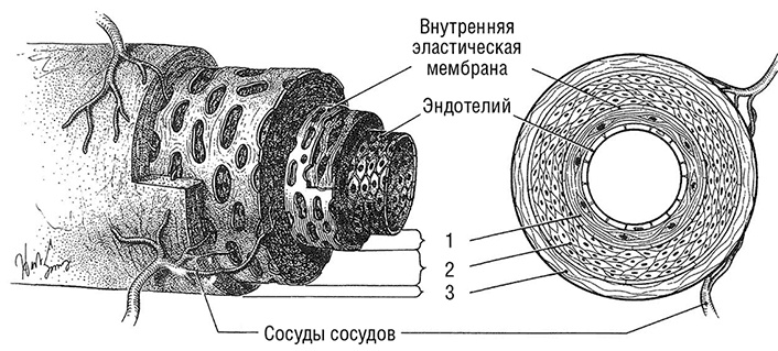 Здоровое сердце. Издание XXI века