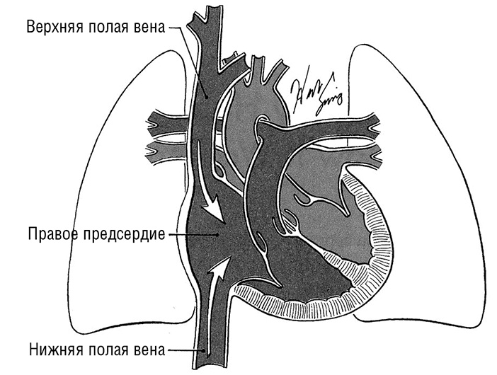 Здоровое сердце. Издание XXI века