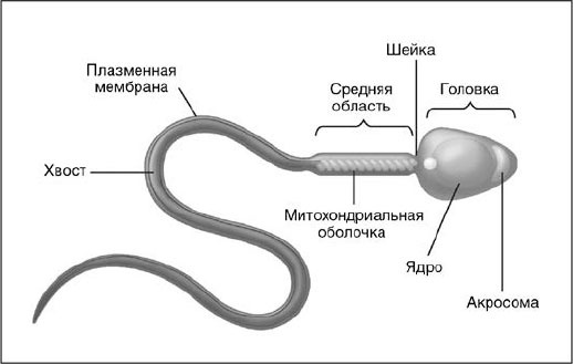 Секс, водка, потанцуем? Природа удовольствий