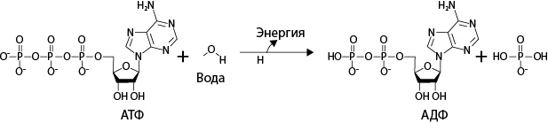 Двигатели жизни. Как бактерии сделали наш мир обитаемым