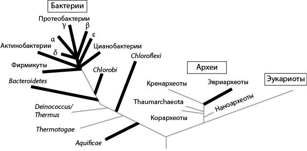 Двигатели жизни. Как бактерии сделали наш мир обитаемым