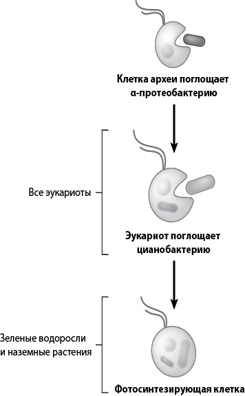 Двигатели жизни. Как бактерии сделали наш мир обитаемым