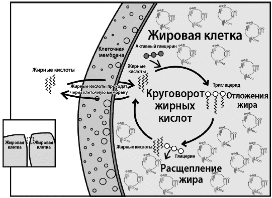 Почему мы толстеем. Мифы и факты о том, что мешает нам быть стройными