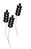 Пшеничные килограммы. Как углеводы разрушают тело и мозг