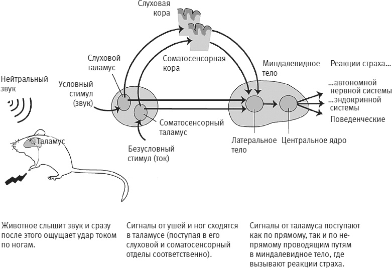 Век самопознания. Поиски бессознательного в искусстве и науке с начала XX века до наших дней