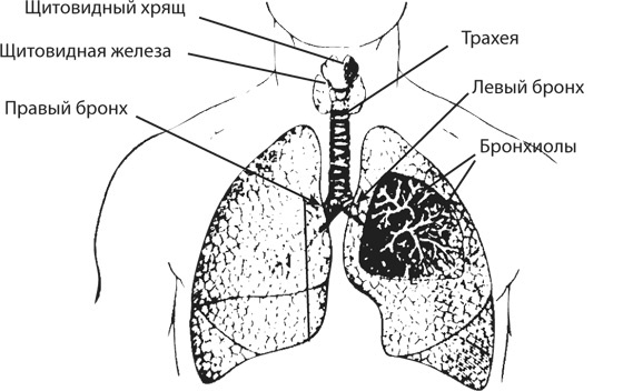 Здоровая нервная система