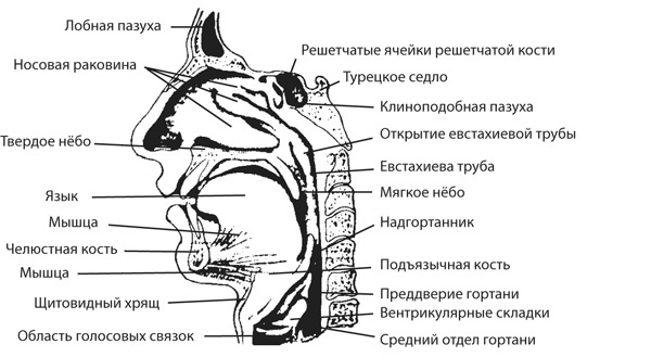 Здоровая нервная система