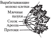 Ваш малыш от рождения до двух лет