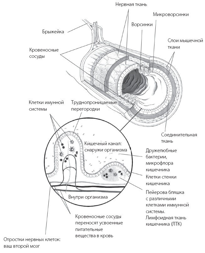 Программа «Здоровый кишечник». Как здоровье организма зависит от пищеварения