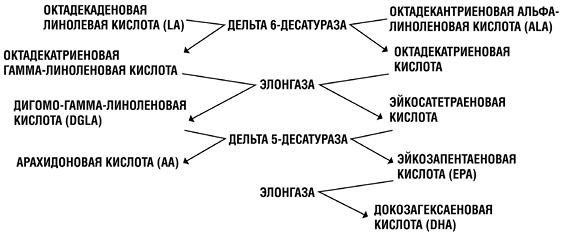 Палеодиета – живое питание для здоровья