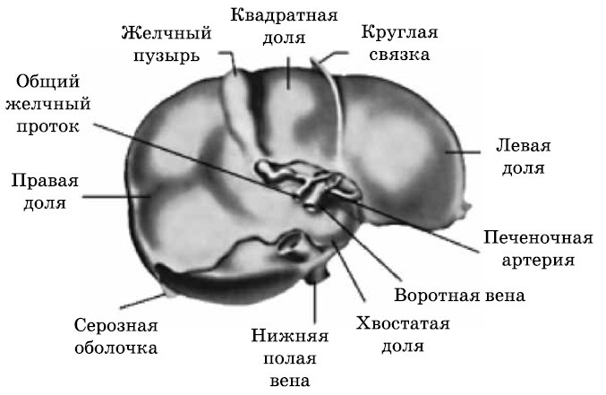 Очищение печени и почек