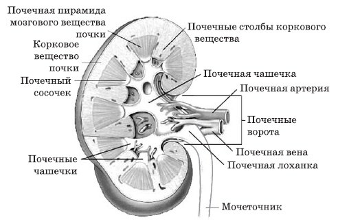 Чистка печени и почек. Современные и традиционные методы