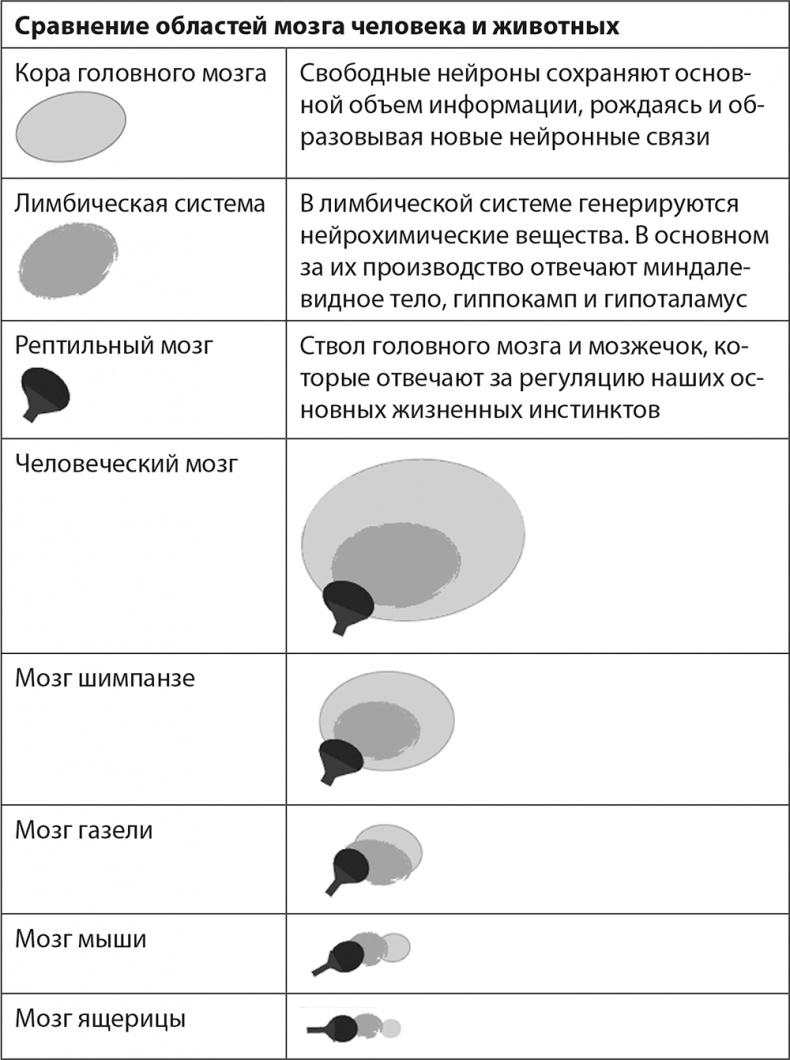 Гормоны счастья. Как приучить мозг вырабатывать серотонин, дофамин, эндорфин и окситоцин