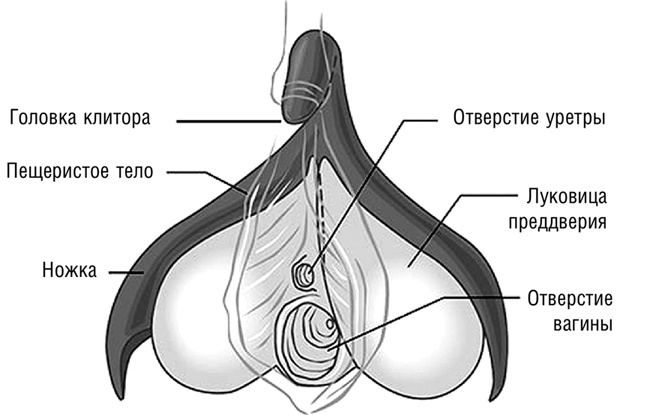 Струйные оргазмы это просто: учебник по женской эякуляции и стимуляции точки G (Шон Бапьер)