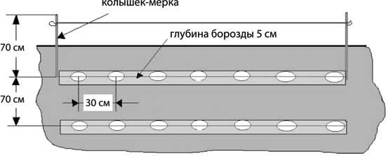 Грядка для отличного урожая. Картофель без химии и хлопот, на любой почве