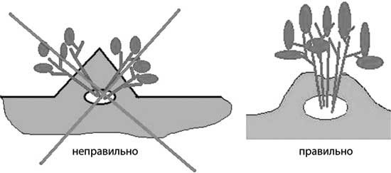 Грядка для отличного урожая. Картофель без химии и хлопот, на любой почве