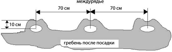 Грядка для отличного урожая. Картофель без химии и хлопот, на любой почве