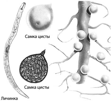 Грядка для отличного урожая. Картофель без химии и хлопот, на любой почве