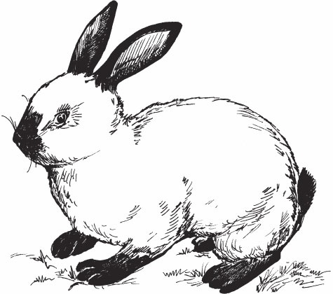 Кролиководство для начинающих
