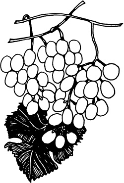 Большая энциклопедия виноградаря