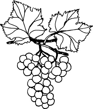 Большая энциклопедия виноградаря