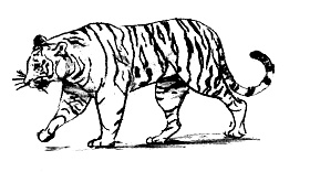 Парящий тигр