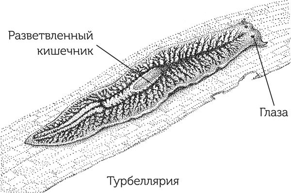 Нескучная биология