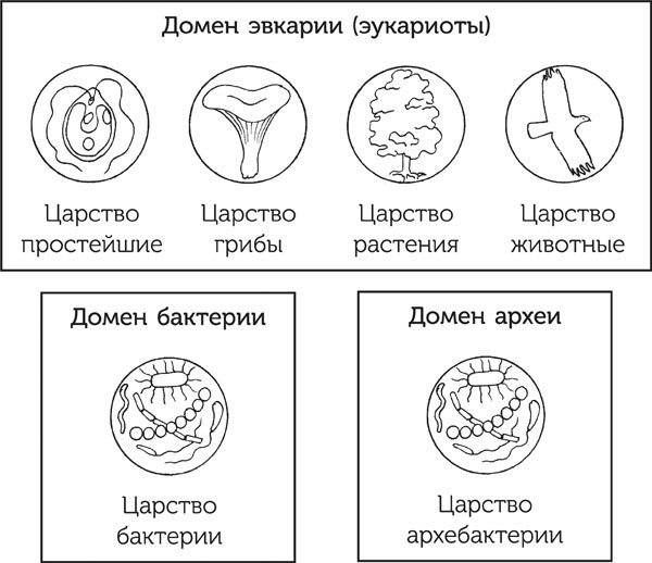 Нескучная биология