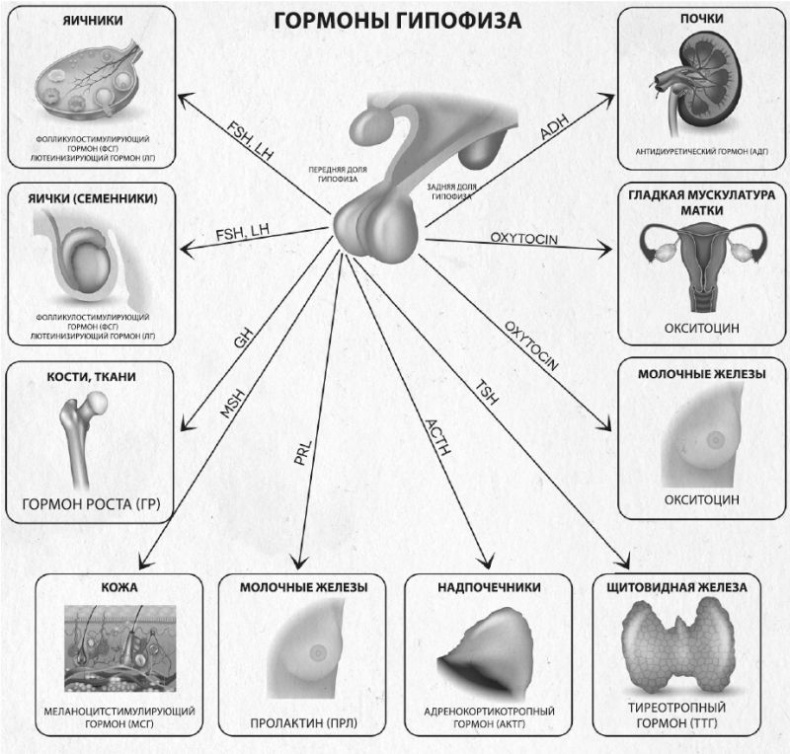 Девочка. Девушка. Женщина