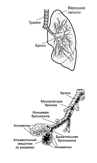 Парадоксальное дыхание для начинающих