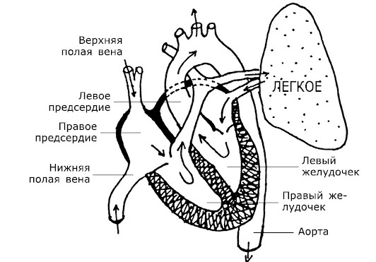 Проблемы сердца и органов кровообращения. Как справиться с сердечными недугами