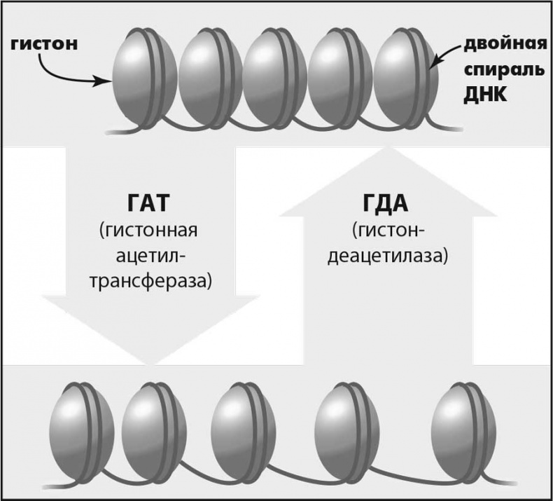 Супергены. На что способна твоя ДНК?