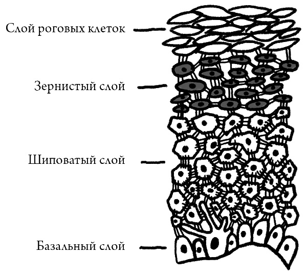 Что скрывает кожа. 2 квадратных метра, которые диктуют, как нам жить