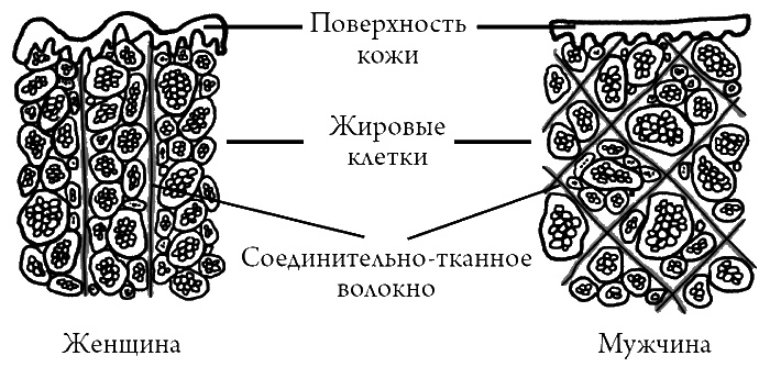 Что скрывает кожа. 2 квадратных метра, которые диктуют, как нам жить