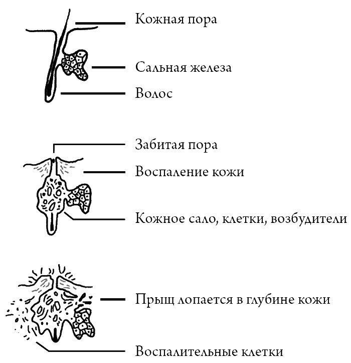 Что скрывает кожа. 2 квадратных метра, которые диктуют, как нам жить