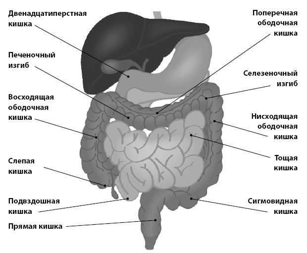 Кишечник с комфортом, желудок без проблем