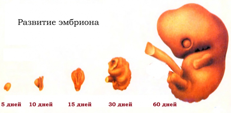 Половое воспитание детей и подростков