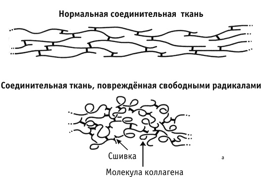 Фрукторианство. Новый взгляд на эволюцию питания человека