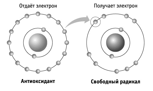 Фрукторианство. Новый взгляд на эволюцию питания человека