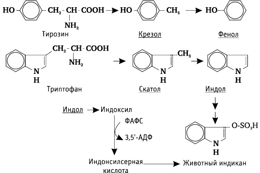 Фрукторианство. Новый взгляд на эволюцию питания человека