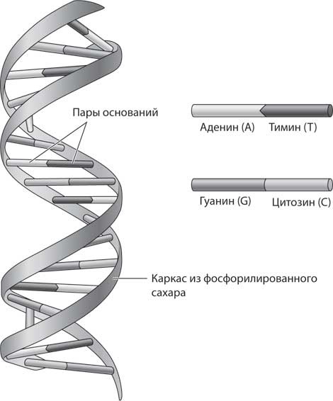 Наука воскрешения видов. Как клонировать мамонта