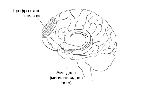 Эмоциональная жизнь мозга