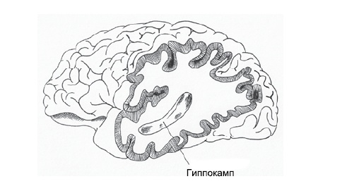 Эмоциональная жизнь мозга