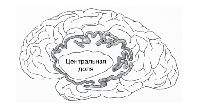 Эмоциональная жизнь мозга