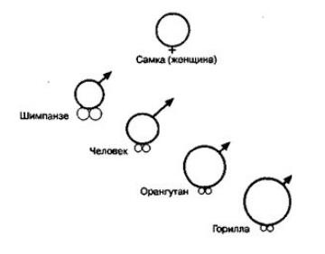 7 минут до оргазма. Книга-тренинг