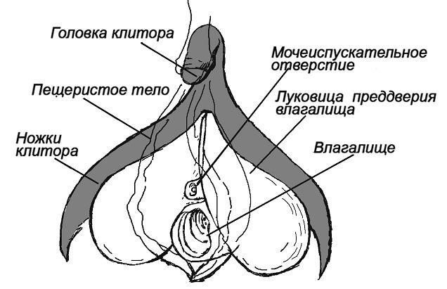 Виды женского оргазма: Отличие от мужского, аноргазмия и строение клитора | рукописныйтекст.рф