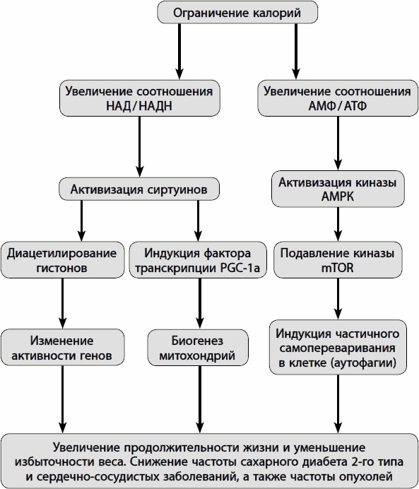 Кишечник долгожителя. 7 принципов диеты, замедляющей старение