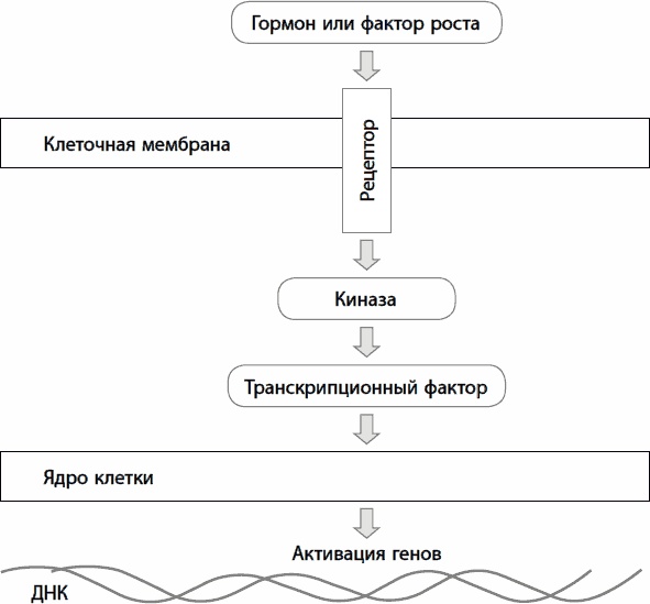 Кишечник долгожителя. 7 принципов диеты, замедляющей старение